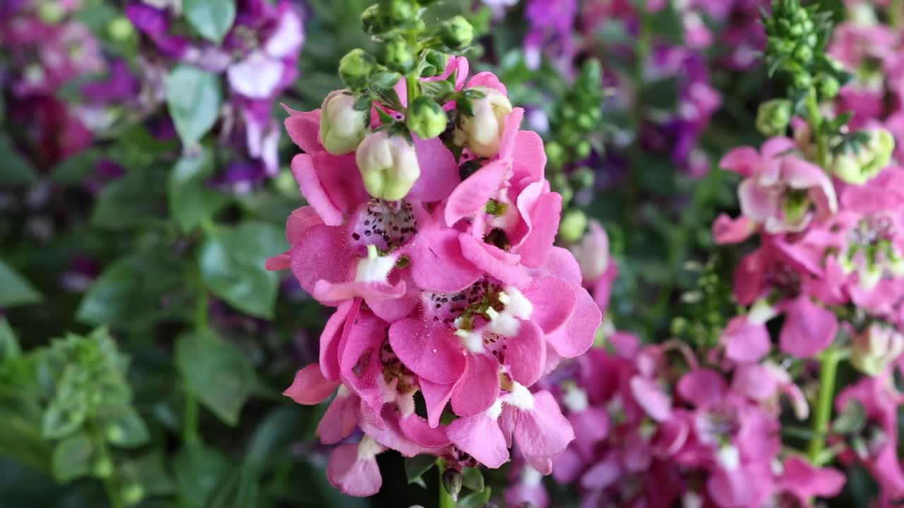 Detailed view of vibrant pink flowers blooming amidst lush green foliage.