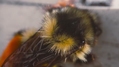 Mason-Bee-Cepillándose-Macro-Shot