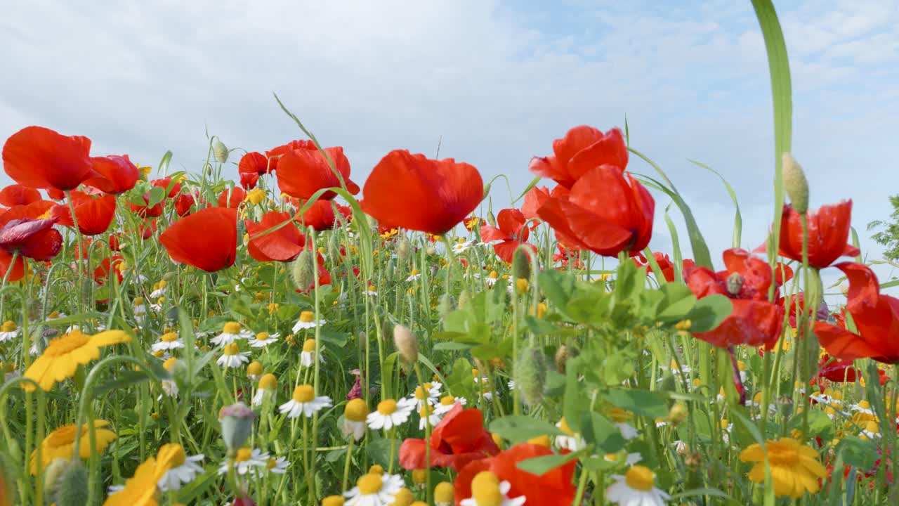 Prato fiorito colorato con papaveri, margherite bianche e margherite Huizache in primavera