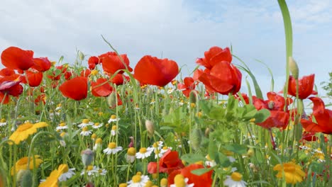 Mohn,-Weiße-Gänseblümchen-Und-Huizache-Gänseblümchen-Blumen-Bunte-Wiese-Im-Frühling