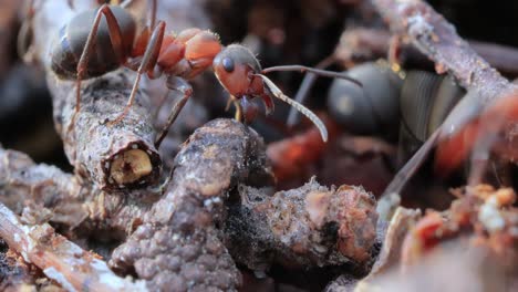 ant close-up in the wild.