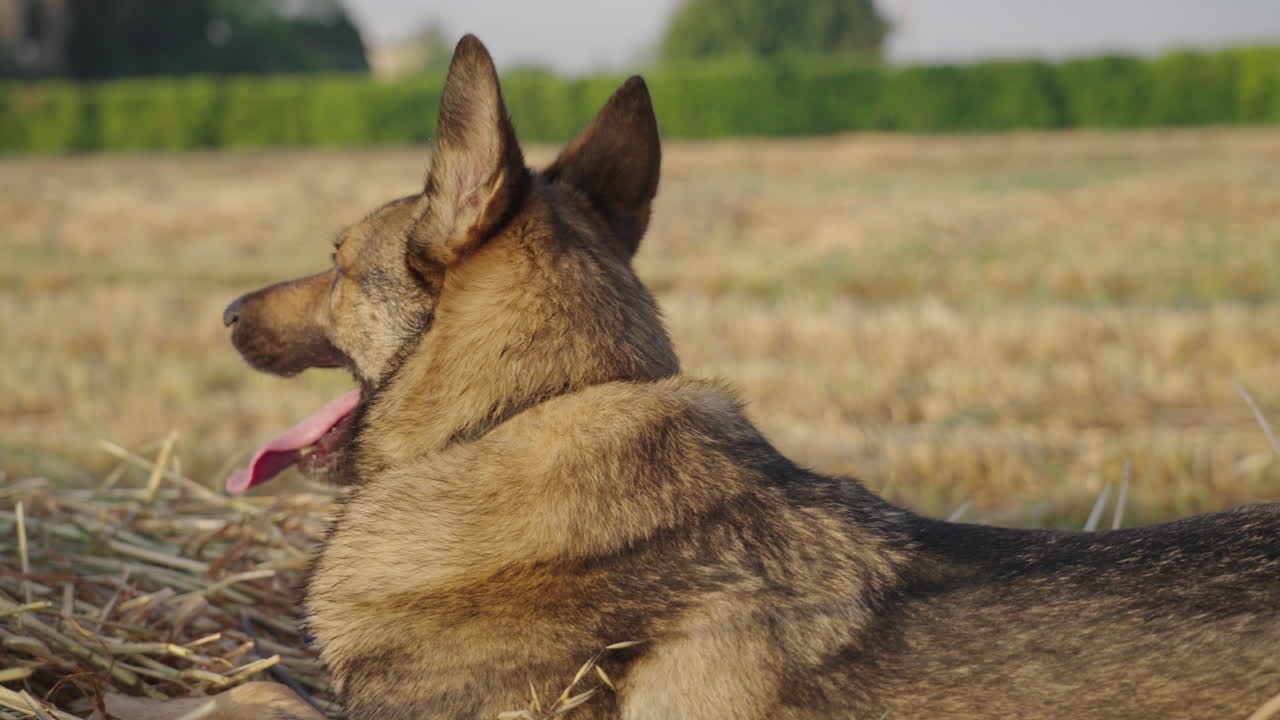 Medium Shot Slow Motion Lupo Italiano Laying Down and Looking Away from Camera