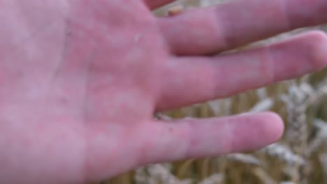 hand holding wheat grains in a field