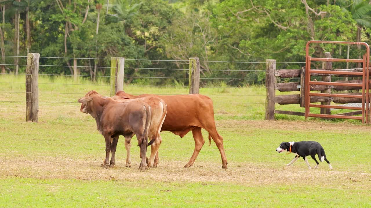 Cattle dog skillfully herds cows across grassy field, natural daylight, steady wide shot, rural setting