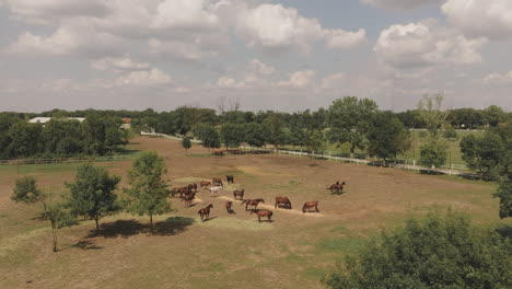 horses grazing in a farm pasture