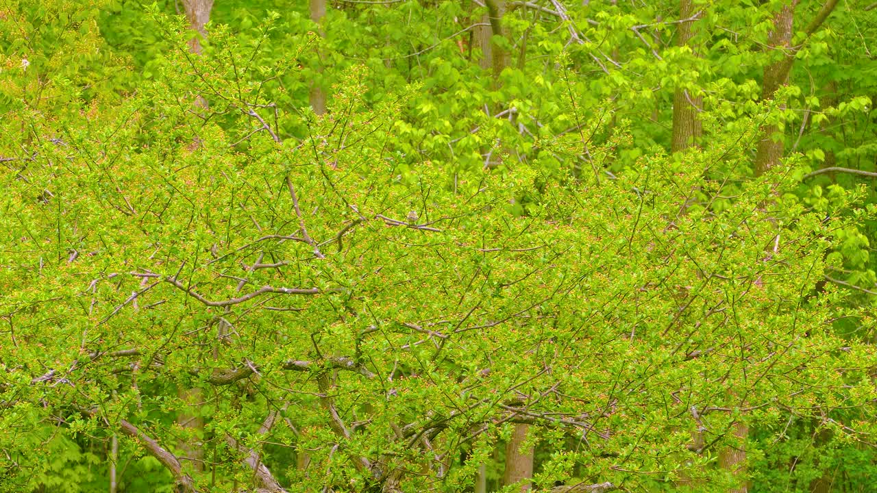 Chestnut sided warbler among vibrant green trees in a lush spring forest scene, establishing shot