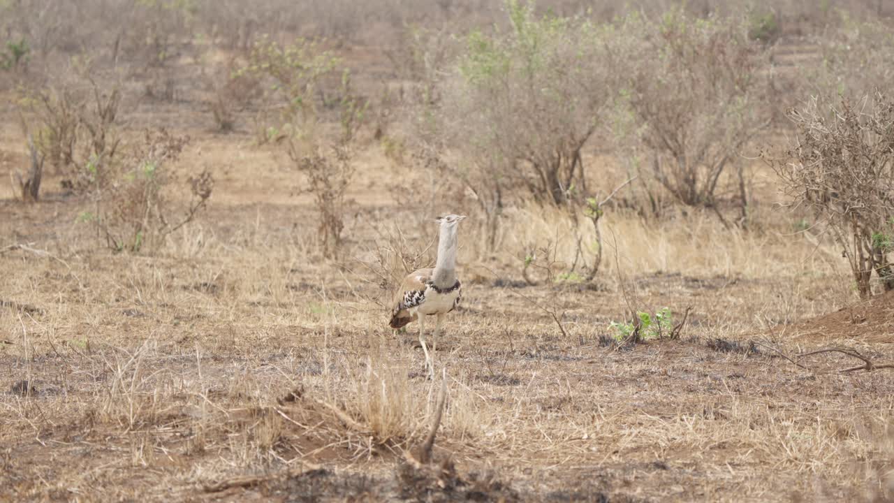 Un otarda kori (Ardeotis kori) si volta in una macchia arida mentre il vento gli scompiglia le piume nel Parco Nazionale Kruger, Sudafrica. Filmato naturalistico al rallentatore, stagione secca