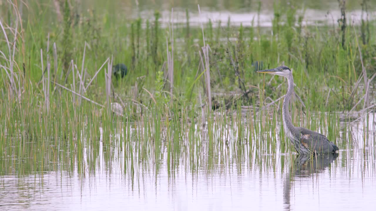 большая голубая цапля отдыхает в воде среди тростника в болотистой местности