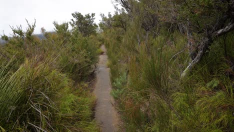 Handheld-Footage-along-open-section-of-the-Dave's-Creek-Circuit-walk-in-Lamington-National-Park,-Gold-Coast-Hinterland,-Australia