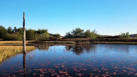 Drohnenaufnahmen-über-Wasser---Alte-Bäume-Im-Wasser---Afrika