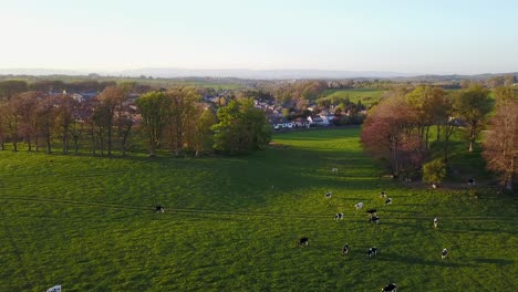 avance aéreo sobre vacas pastando en campo verde al atardecer, escocia