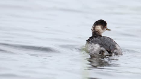 Somormujo-De-Cuello-Negro,-Podiceps-Nigricollis,-Tailandia