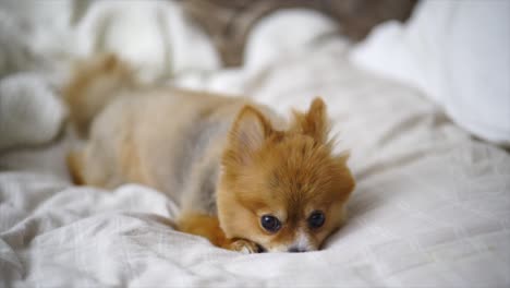 Beautiful-Pomeranian-Puppy