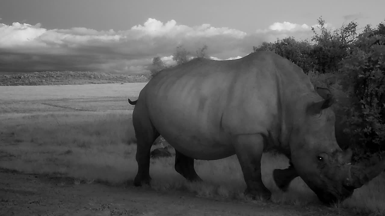 Rinoceronte e cucciolo pascolano nella natura selvaggia africana, ripresi da una fototrappola