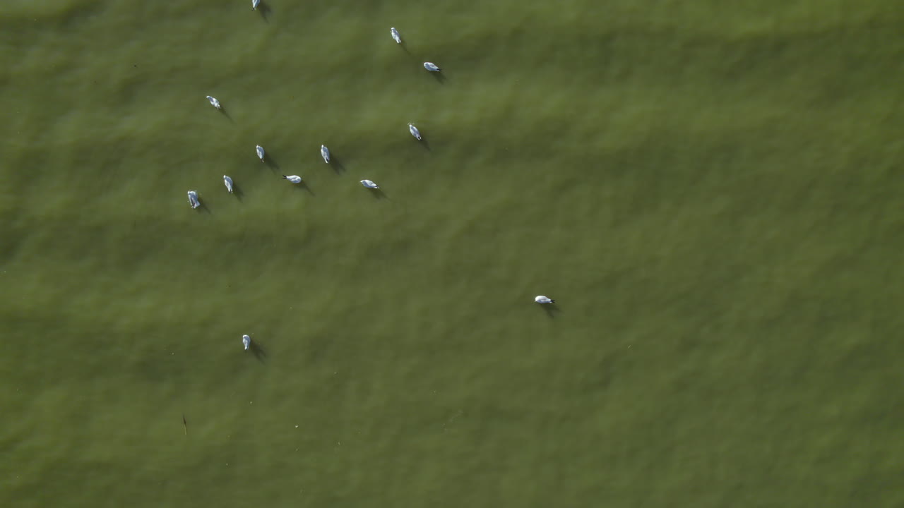 텔 아비브의 야르콘 공원 호수에는 넓은 잔디 ⁇ , 스포츠 시설, 식물원, 호수와 페달 보트가 있습니다.