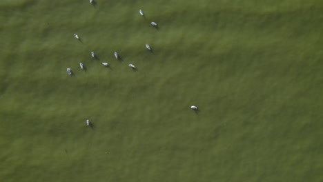 grupo de gaviotas flota en el lago de yarkon park, tel aviv - incluye extensos céspedes, instalaciones deportivas, jardines botánicos y un lago con barcos de pedal para los visitantes que vienen