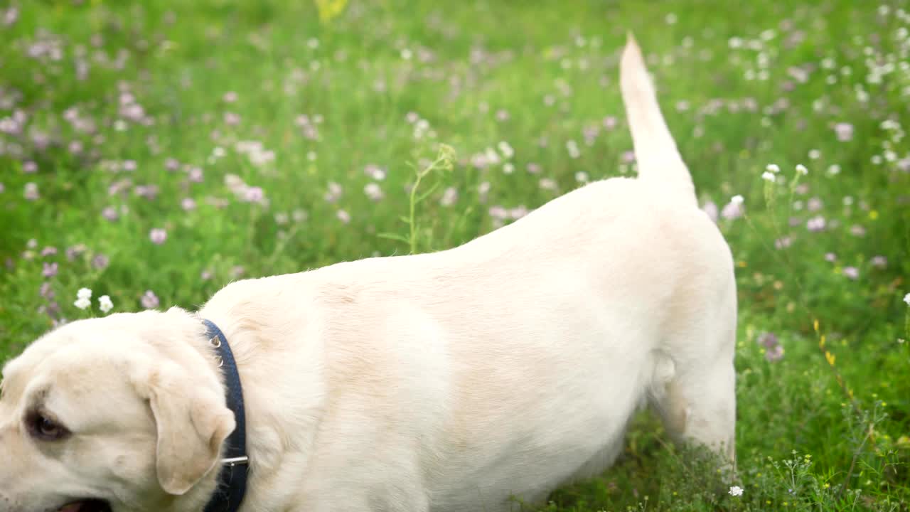 밖에서 개와 놀고 있는 여자