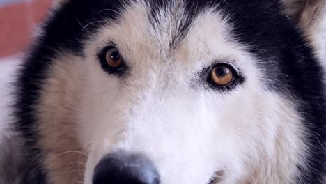 siberian husky lying on the ground.