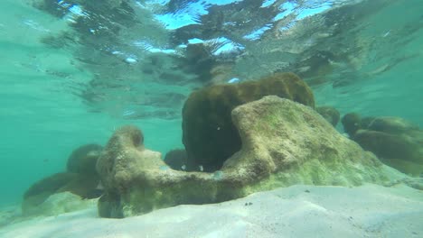 Trozo-De-Arrecife-De-Coral-Visto-Cerca-De-Cancún-México