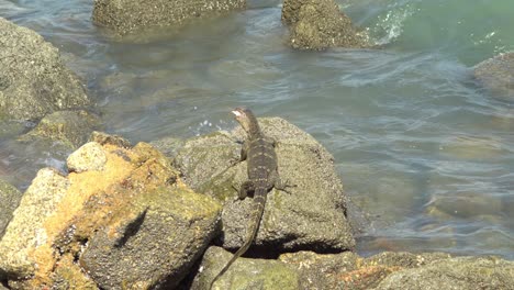 Monitor-lizard-bite-the-meat-and-hit-by-wave