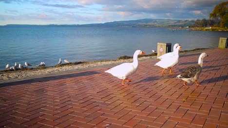 Gruppe-Von-Gänsen-Läuft-Um-Den-Rotorua-see-In-Neuseeland