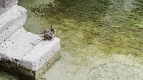 Ente-Ruht-Und-Reinigt-Sich-Am-Flussufer-Im-Kanal-In-Annecy,-Frankreich