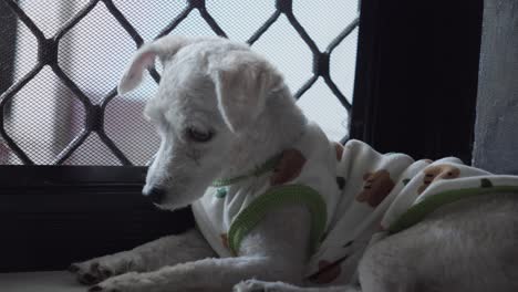 close-up of cute white dog in clothes waiting for owner by front door