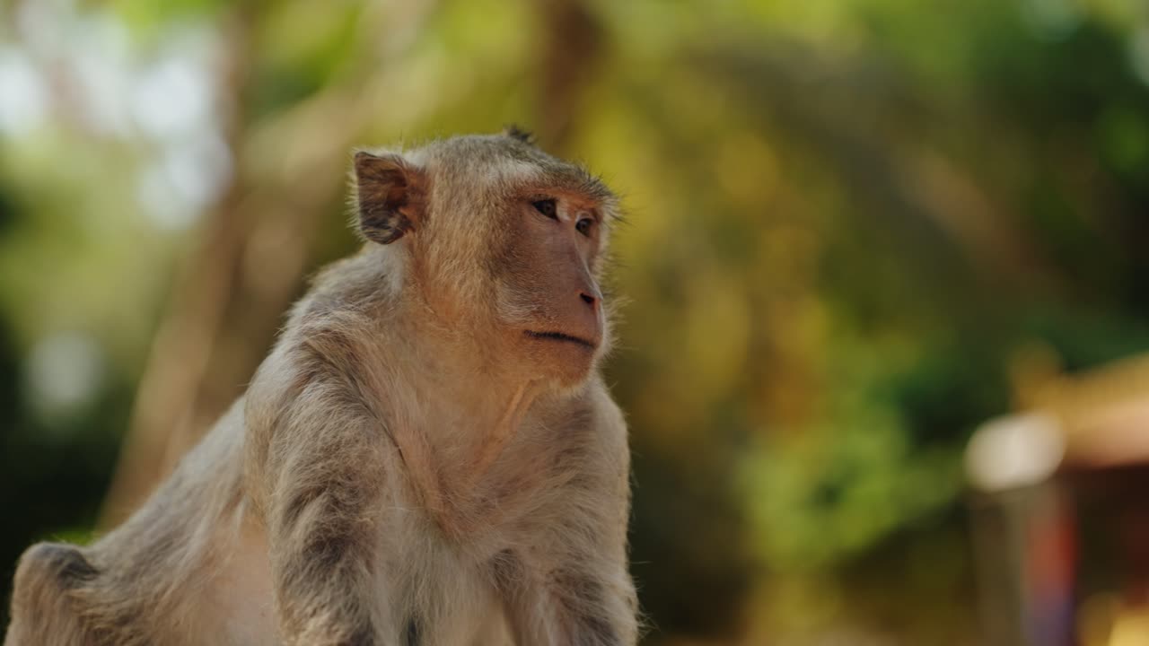 Long tailed macaque resting in the jungle near the Angkor temples