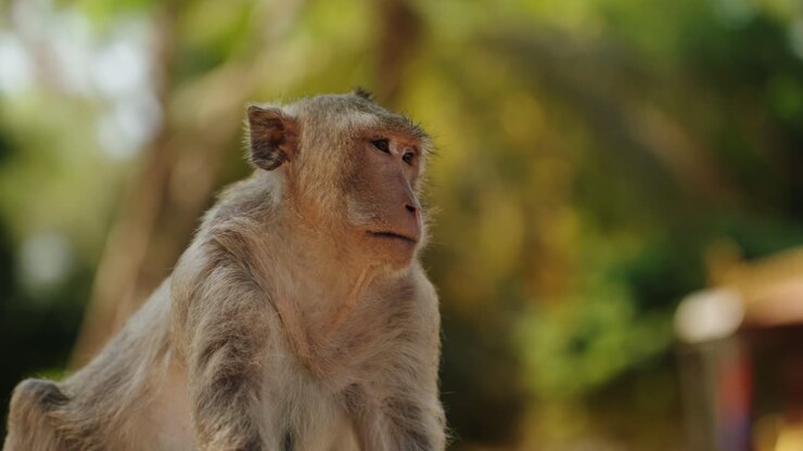 Long tailed macaque resting in the jungle near the Angkor temples