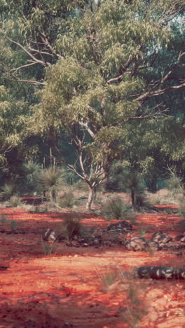 australian outback forest scene