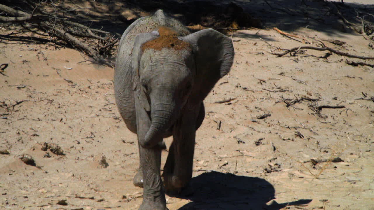elefante del desierto juvenil dejando la sombra de un árbol y acercándose, sobre su cabeza, una mezcla de arena y orina de la madre para refrescar su cuerpo