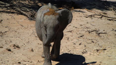 juvenile desert elephant leaving shade of a tree and approaching, on its head a mixture of sand and mother's urine to cool its body