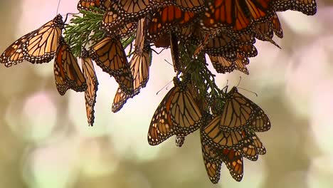 butterflies dangling