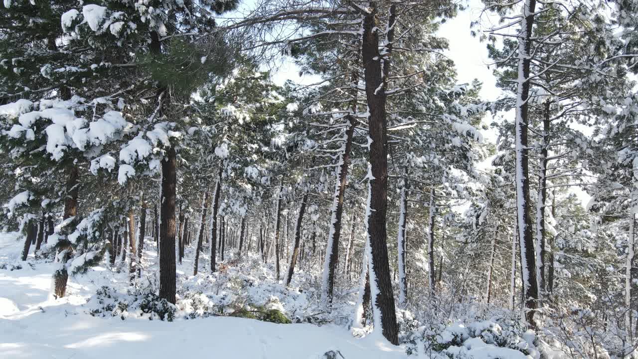 소나무 숲 겨울 눈 공중 무인 비행기