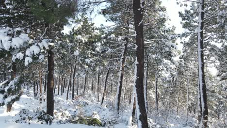 松树森林冬季雪空中无人机