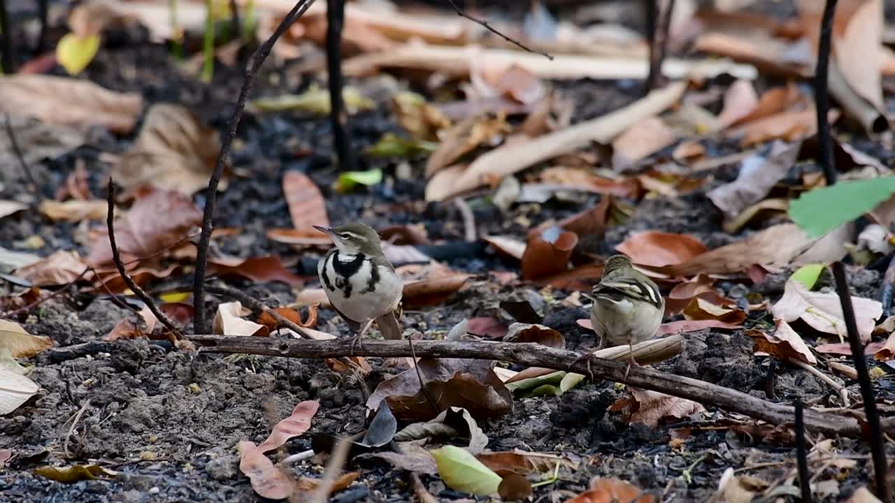 la lavandera del bosque es un ave paseriforme que se alimenta de ramas, terrenos forestales, moviendo la cola constantemente hacia los lados