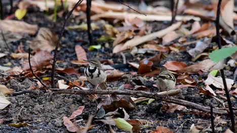 Die-Waldstelze-Ist-Ein-Sperlingsvogel,-Der-Auf-Ästen-Und-Waldböden-Nach-Nahrung-Sucht-Und-Ständig-Mit-Dem-Schwanz-Zur-Seite-Wedelt