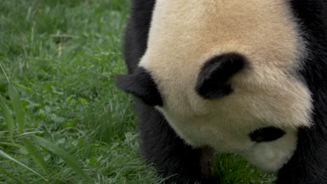 cute funny panda walking around on green grass in southwest china