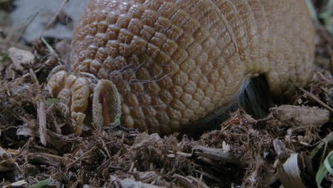 armadillo close up rooting in dirt for food