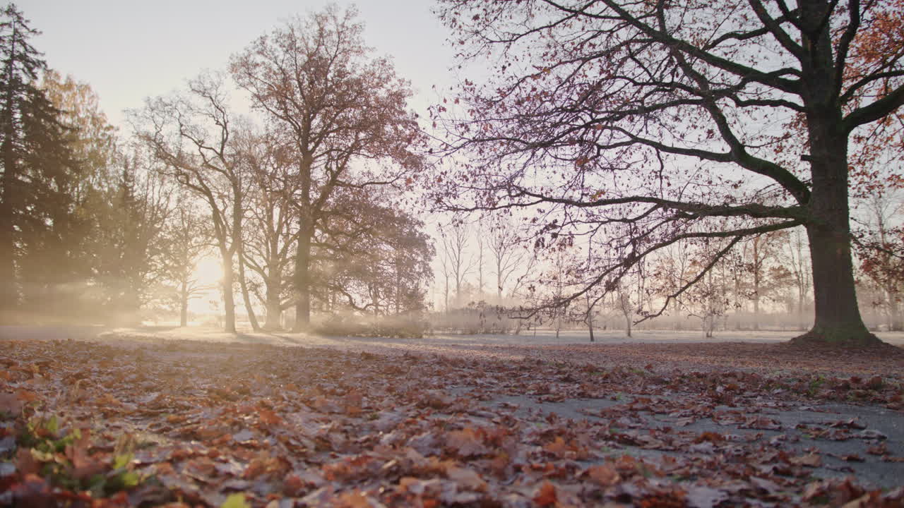 A red sports car flies past camera through colourful autumn foliage on an early golden sunrise, with leaves flying in the air on a foggy morning.