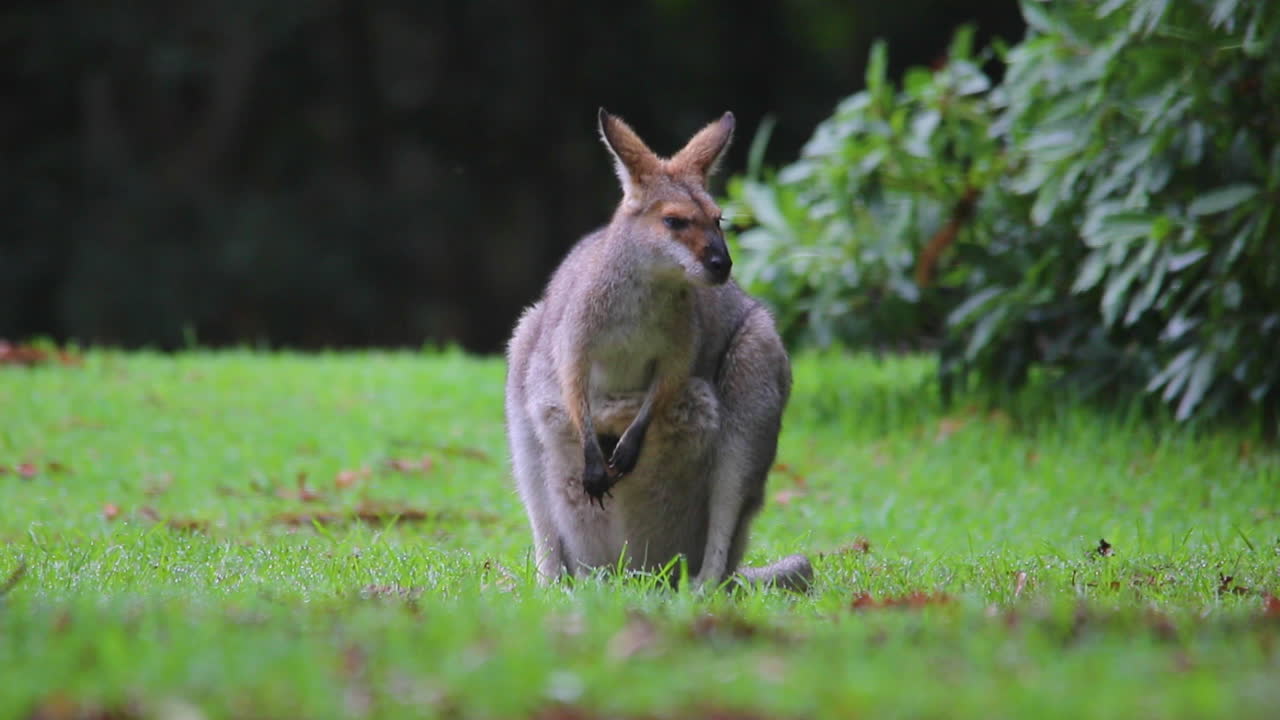 buena filmación de una madre canguro wallaby con un bebé en la bolsa 1