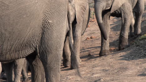 a young elephant calf running among the rest of the family