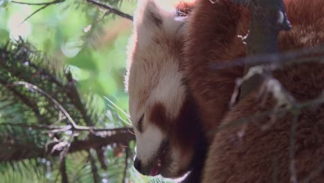 red panda sleeps