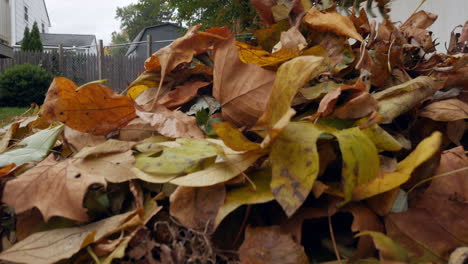 low angle of raking leaves toward the camera