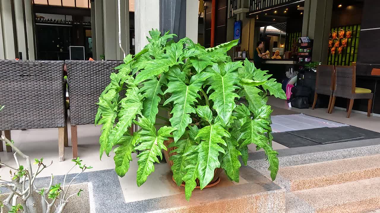 카페 입구 앞 에 있는 초록색 식물