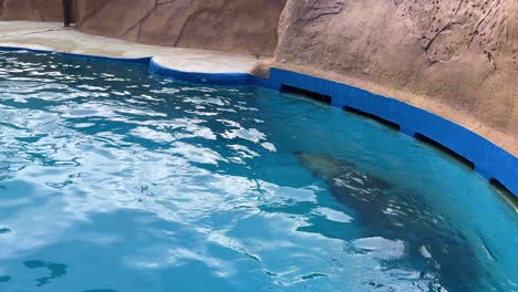 Sea-Lions-in-captivity-at-Selwo-marina-swim-together-in-small-pool-Spain