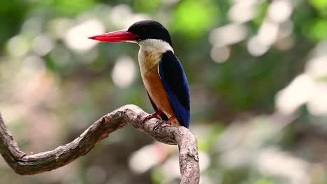 Der-Schwarzkopf-eisvogel-Hat-Einen-Bonbonartigen-Roten-Schnabel-Und-Eine-Schwarze-Kappe,-Die-In-Thailand-Und-Anderen-Asiatischen-Ländern-Zu-Finden-Ist