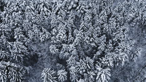 Aerial-footage-capturing-a-snow-covered-forest-in-the-aftermath-of-a-major-blizzard-in-the-Midwest