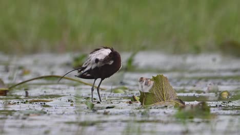 jacana de cola de faisán con hermosos pollitos alimentándose en el estanque de lirios de agua por la mañana