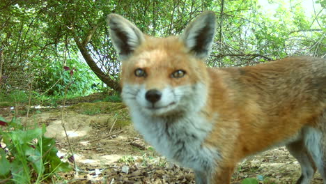 Rotfuchs-Im-Wald-Beim-Fressen,-Ganz-In-Der-Nähe-Der-Kamera